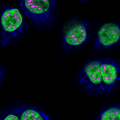 NHBE-CRY - SC35(粉红色)，MitoTracker(蓝色)，DAPI(绿色)，60x